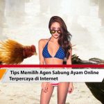 agen sabung ayam online