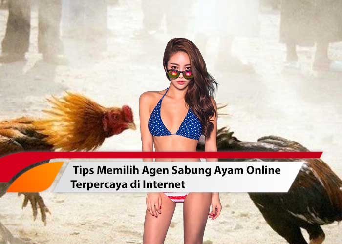 agen sabung ayam online